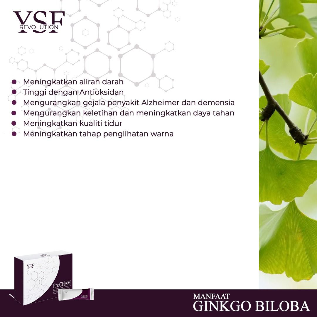 ginkgo biloba